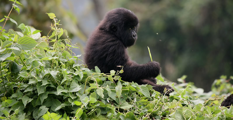 Gorilla Trekking Guide in Rwanda