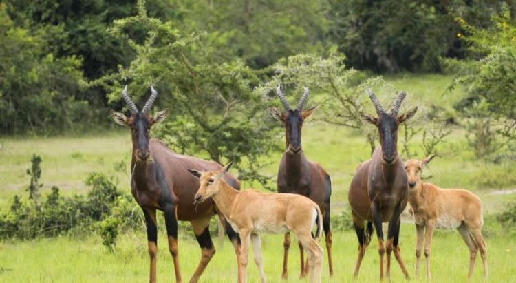 Kabaffulo Safaris